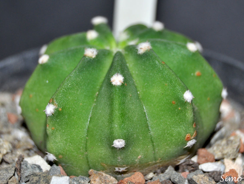 Echinopsis denudatum