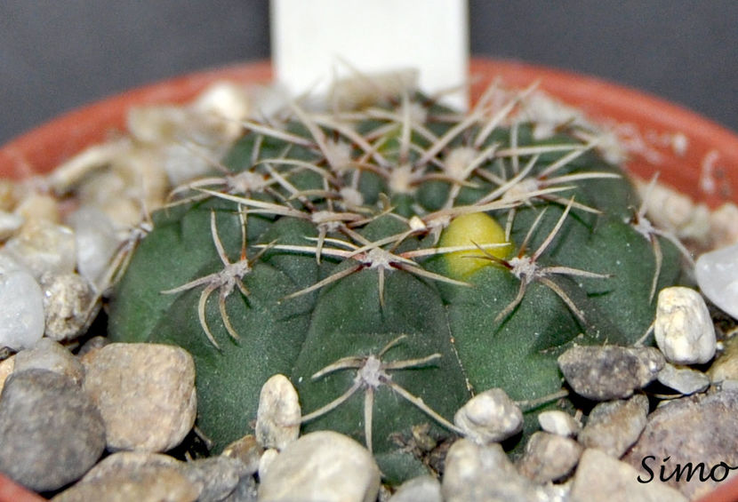 Gymnocalycium andreae