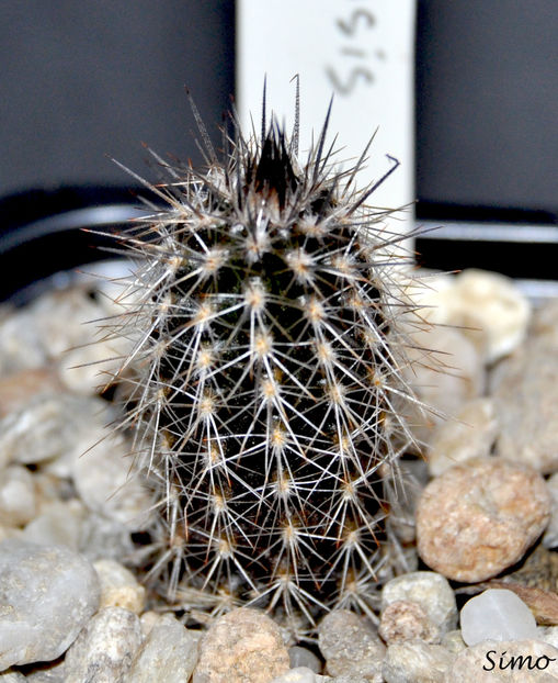 Setiechinopsis mirabilis