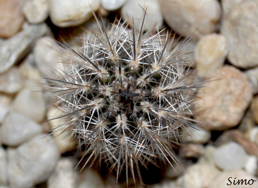 Setiechinopsis mirabilis