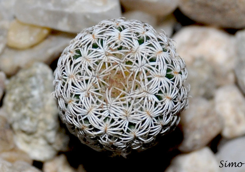 Turbinicarpus krainzianus v. lausseri