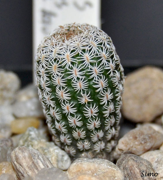 turbinicarpus-krainzianus v. lausseri