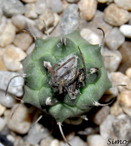 turbinicarpus roseiflorus