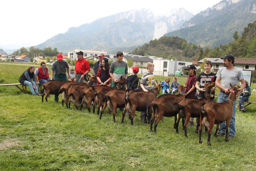 Alpinele la rand-8s3 - Rase de oi si capre poze deosebite-12