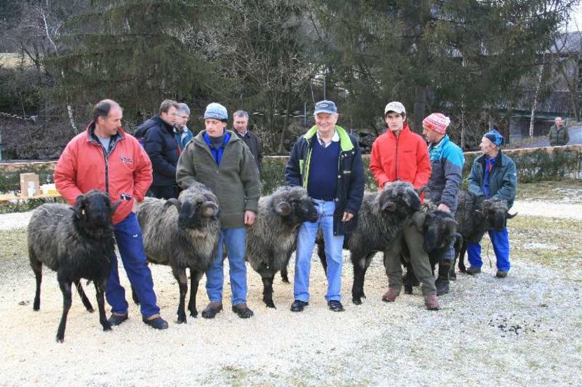 Berbeci tirolezi Steinschaf-5uk - Rase de oi si capre poze deosebite-12