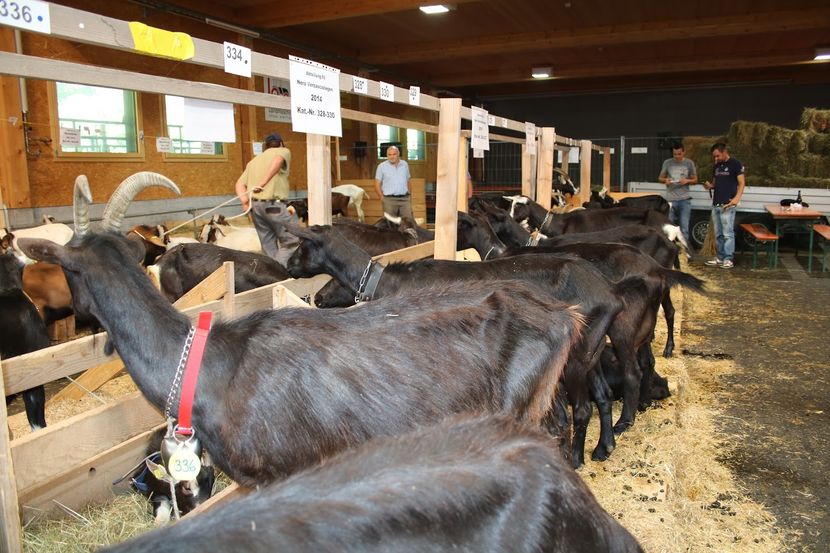 Capre Negre rasa Verzasca-p95 - Rase de oi si capre poze deosebite-12