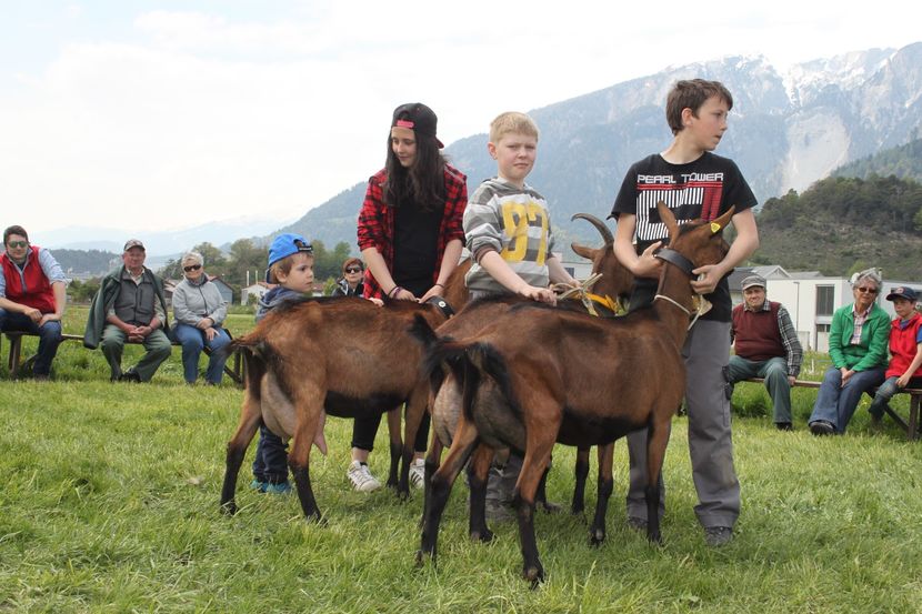 Copii cu Alpinele-nb66 - Rase de oi si capre poze deosebite-12