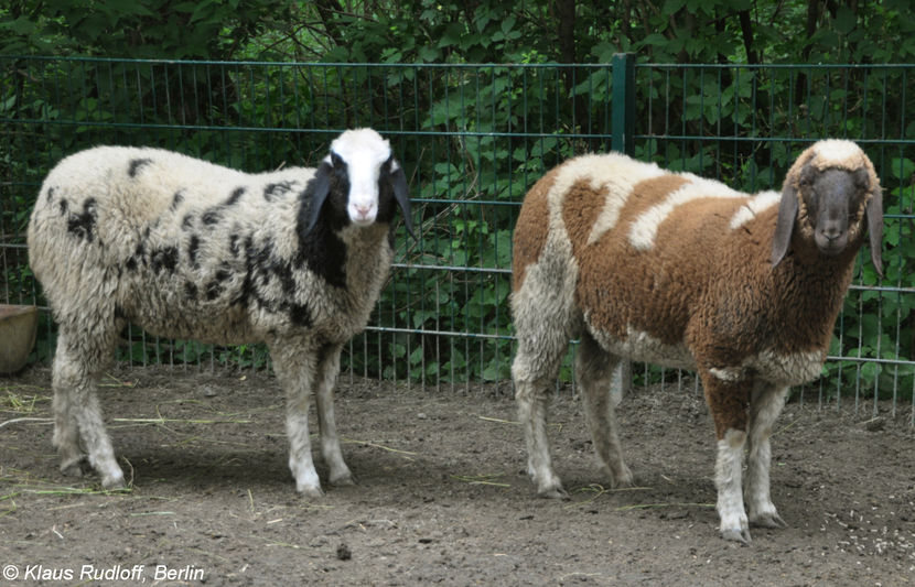 Oi Bergschaf patate frumoase-4xb - Rase de oi si capre poze deosebite-12
