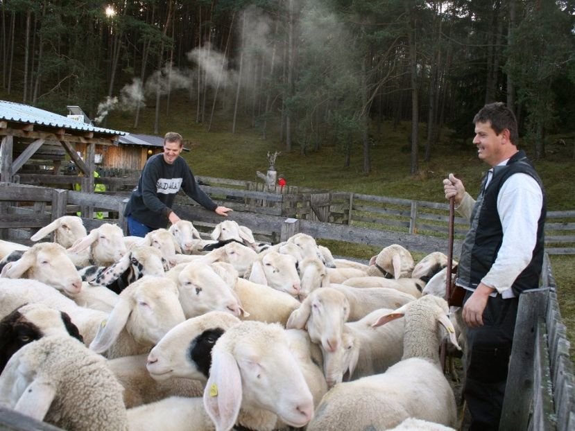 Oitele Bergschaf in ocol-g66 - Rase de oi si capre poze deosebite-12