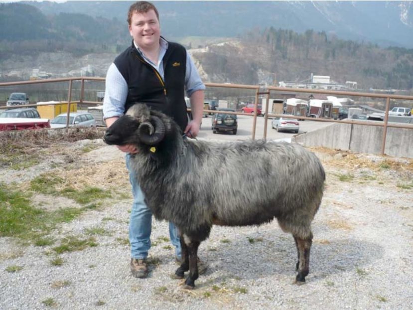Tiroler Steinschaf - g655 - Rase de oi si capre poze deosebite-12