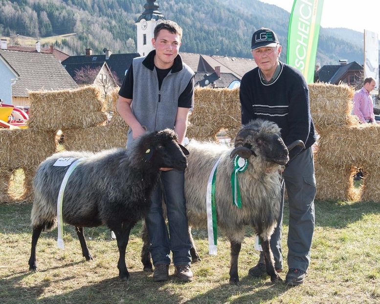 Tiroler Steinschaf frumosi-b5s - Rase de oi si capre poze deosebite-12
