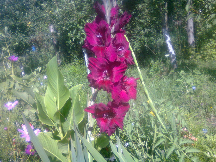 gladiole