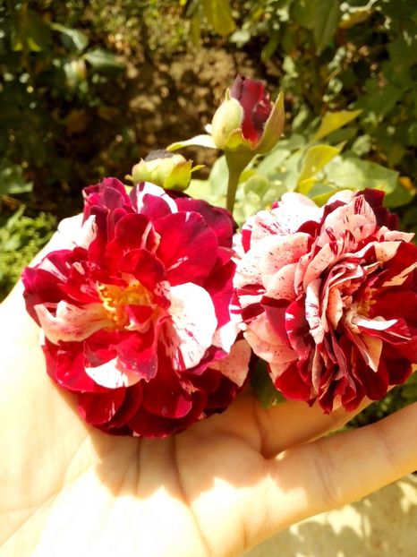 14257455_1021121934700967_1047246203849809084_o