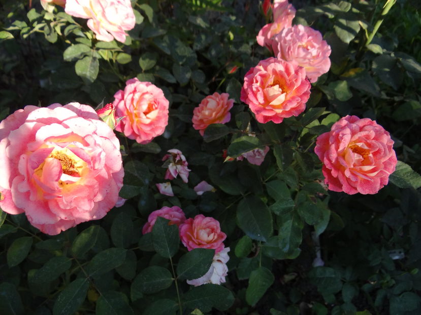 ...si la sfarsit de august