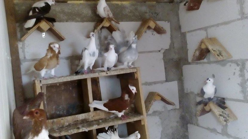 14248845_530585203807359_993947258_n