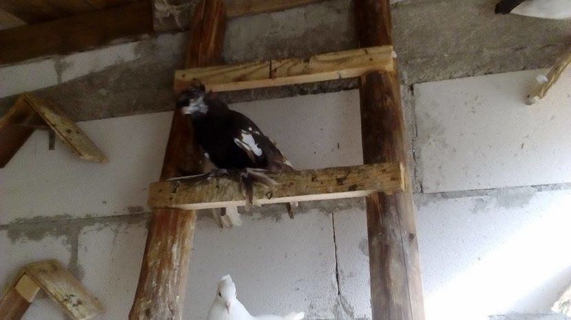 14218173_530585227140690_1236671705_n