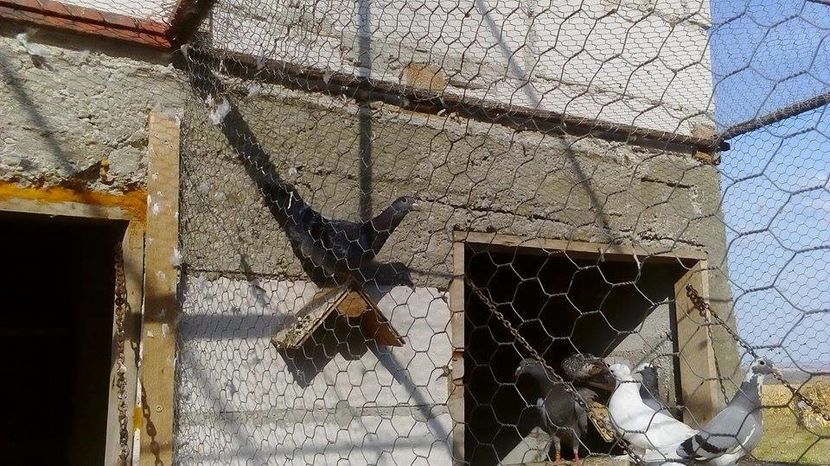 14269846_530586713807208_635351135_n