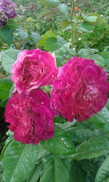  - Trandafiri septembrie 2016