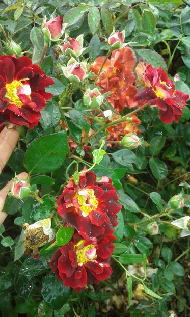  - Trandafiri septembrie 2016