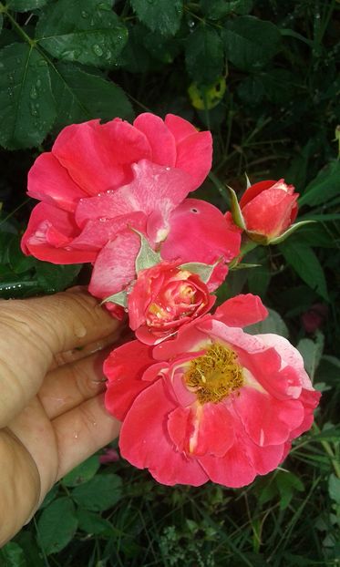  - Trandafiri septembrie 2016