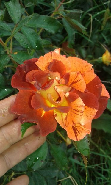  - Trandafiri septembrie 2016