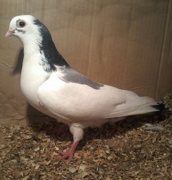 din moriscari zburata ca pui