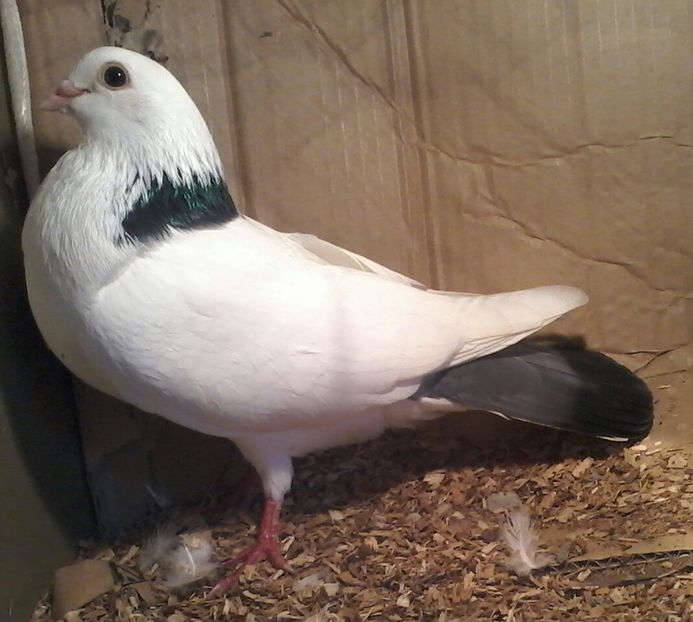 zbor bun din moriscari