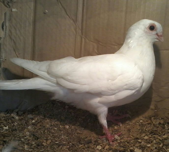 din galbeni %u0219i ro%u0219ii moriscari