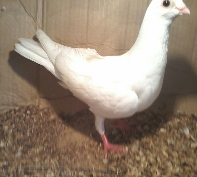 din ro%u0219ii moriscari