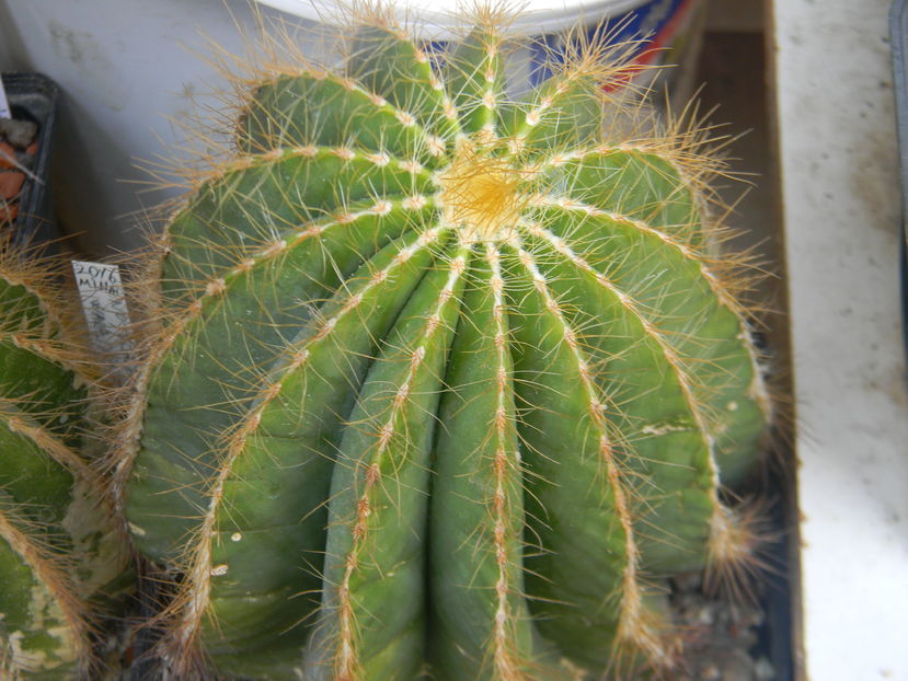 Eriocactus magnificus - Genul Notocactus-Parodia