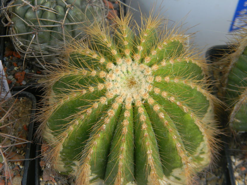 Eriocactus warasii 2 - Genul Notocactus-Parodia