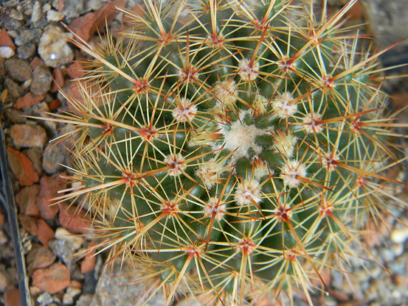 Notocactus roseoluteus