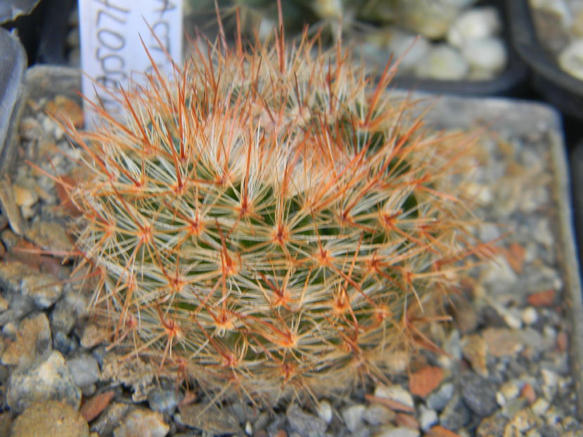 Notocactus schlosseri mare - Genul Notocactus-Parodia