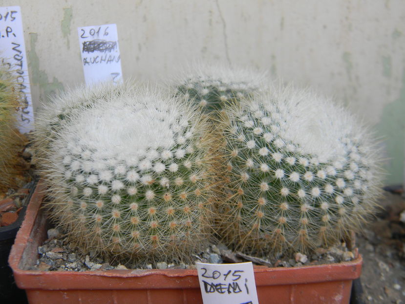 Notocactus scopa albispinum - Genul Notocactus-Parodia