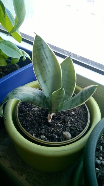 Sansavieria hahnii silver marginated; Silver marginated
