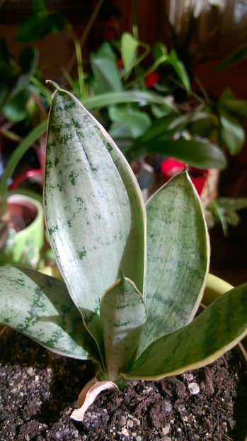 S silver marginated; S. Silver marginated
