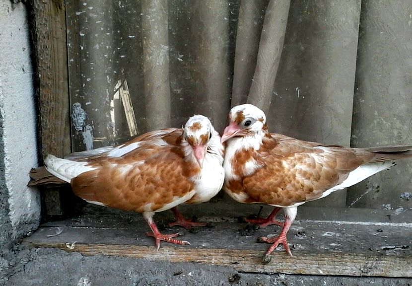 din moriscari florii