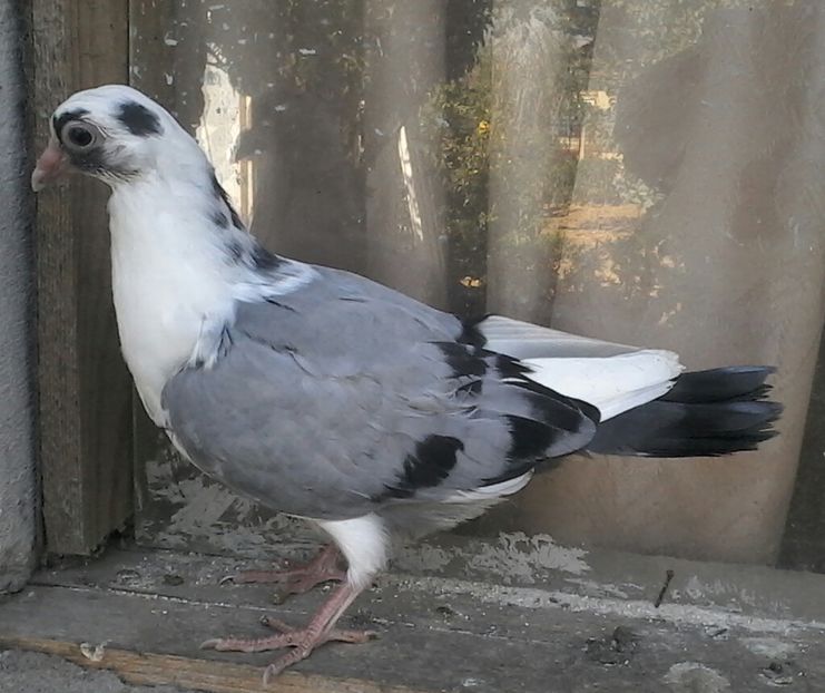 din alba%u0219tri linie moriscari