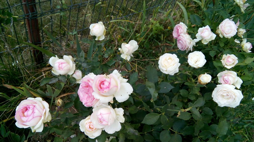  - Biedermeier