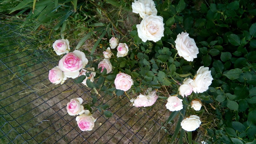  - Biedermeier