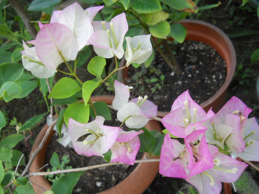 Magica - Flori apartament