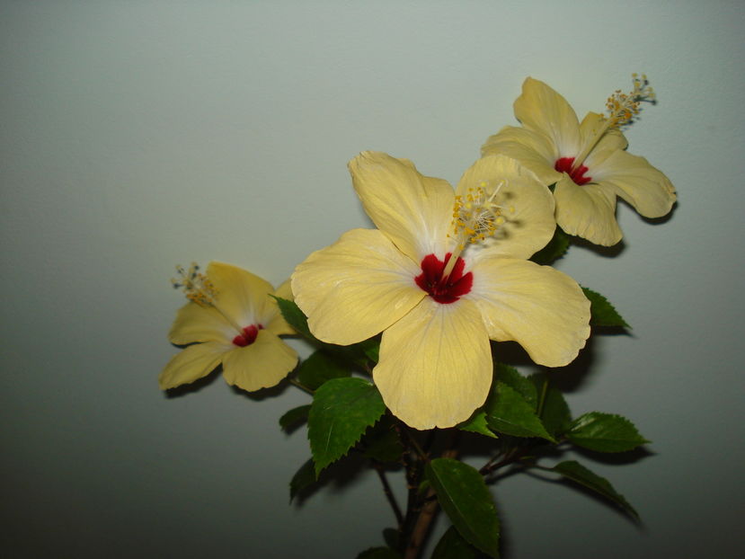 Lutea - rezervat - Hibiscus Lutea