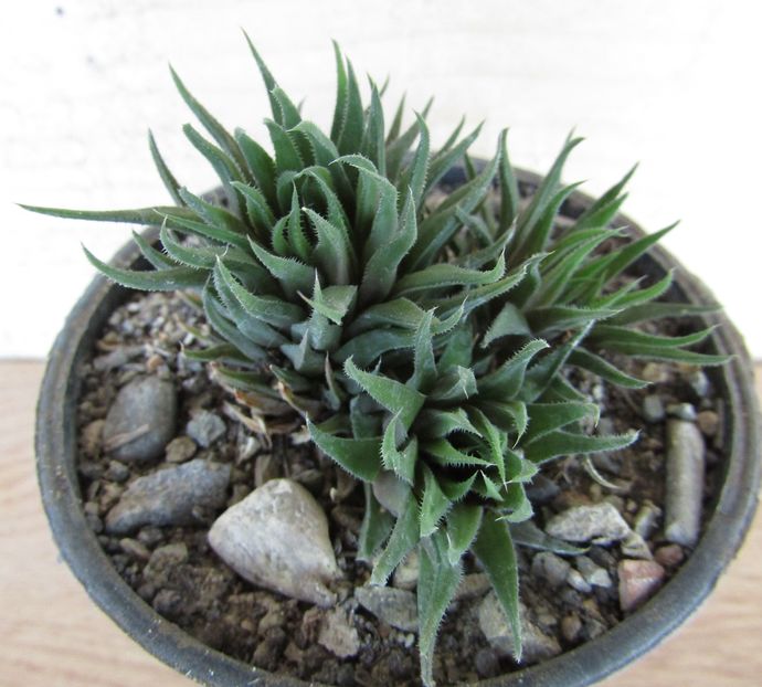 Haworthia angustifolia v. albanensis