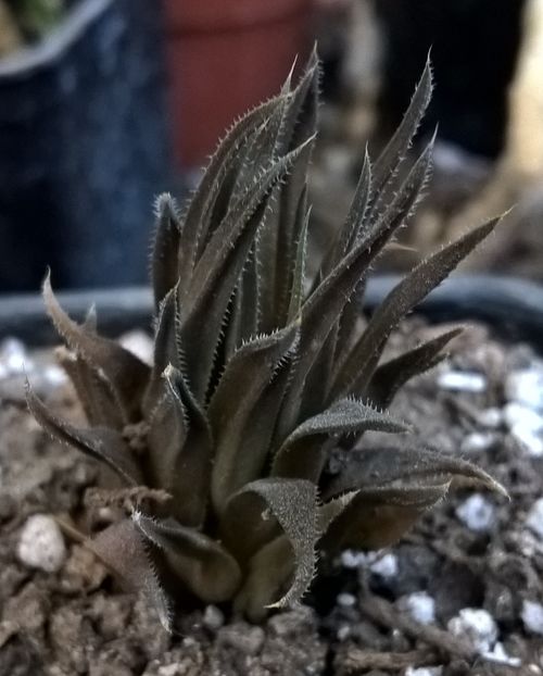 Haworthia angustifolia