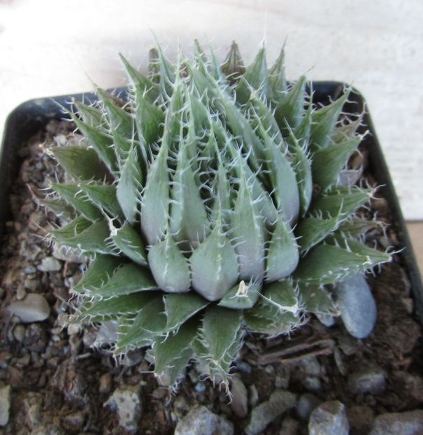 Haworthia arachnoidea