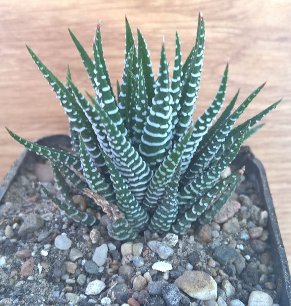 Haworthia attenuata cv.Wide zebra