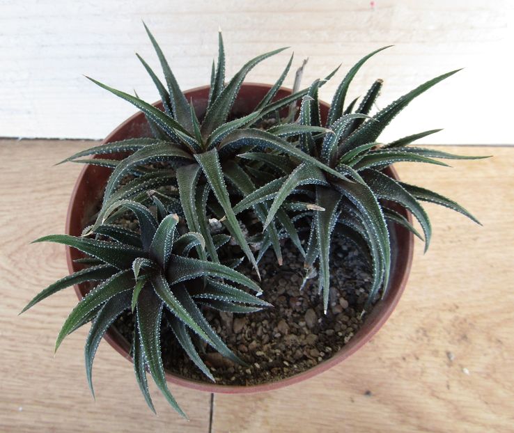 Haworthia attenuata v. attenuata