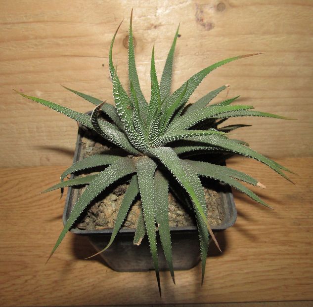 Haworthia attenuata v. britteniae - Haworthia