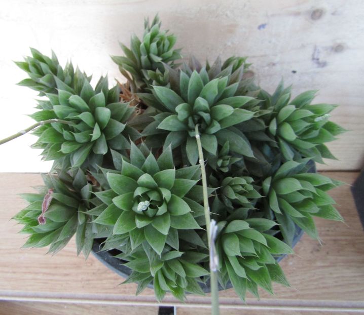 Haworthia caespitosa - Haworthia