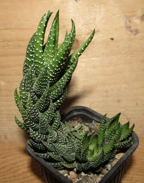 Haworthia coarctata v. adelaidensis - Haworthia